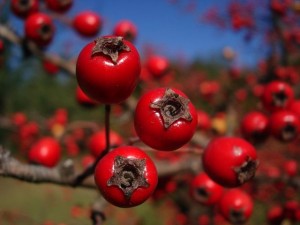  Боярышник - эффективное средство от тахикардии
