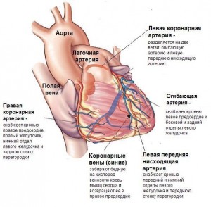 Кровеносная система сердца