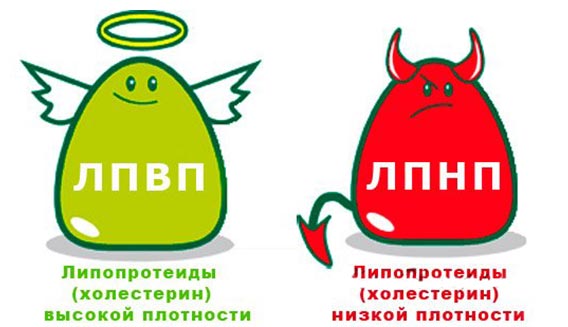 "Плохой" или "хороший" холестерин